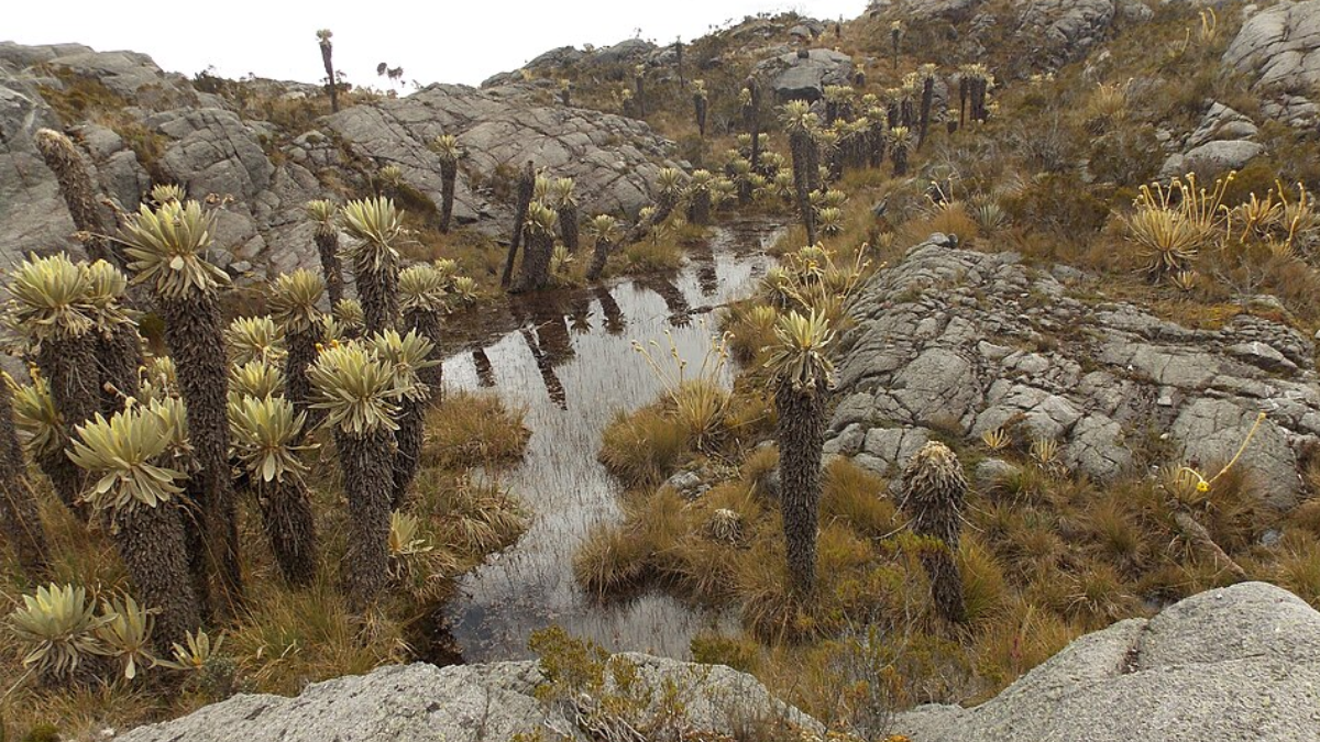 Esses diminutos cervídeos habitam as florestas conhecidas como páramos na Colômbia, Equador e Peru (Foto: VeRdUgO PY / Wikimedia Commons)