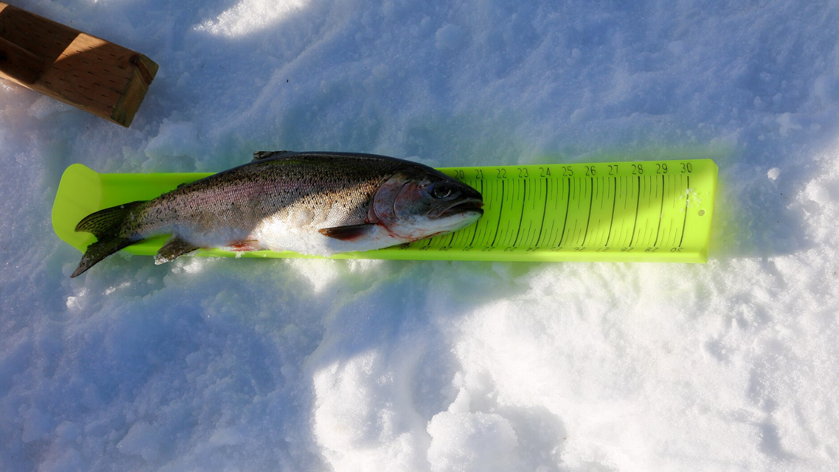 Pranchas graduadas permitem posicionar o peixe contra uma extremidade fixa para registrar com precisão seu comprimento (Foto: Robben Taylor / BLM Alaska / Wikimedia Commons)