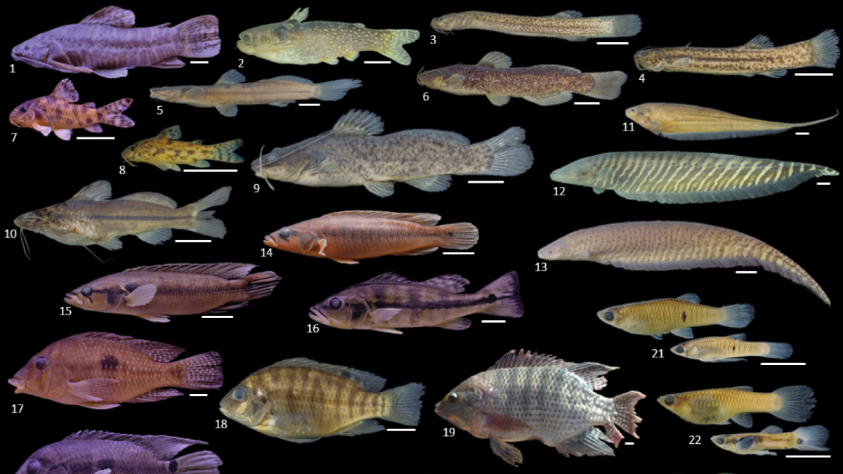 Tucunaré-azul pertence a um grupo de peixes predominantemente piscívoros, que caça outros peixes e também pode consumir invertebrados (Foto: Ribeiro et al. / Wikimedia Commons)