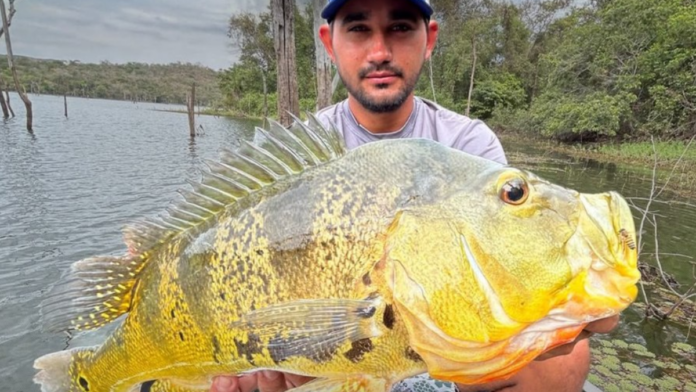 Pescador fisga tucunaré-azul gigante de 68 cm e quebra recorde brasileiro