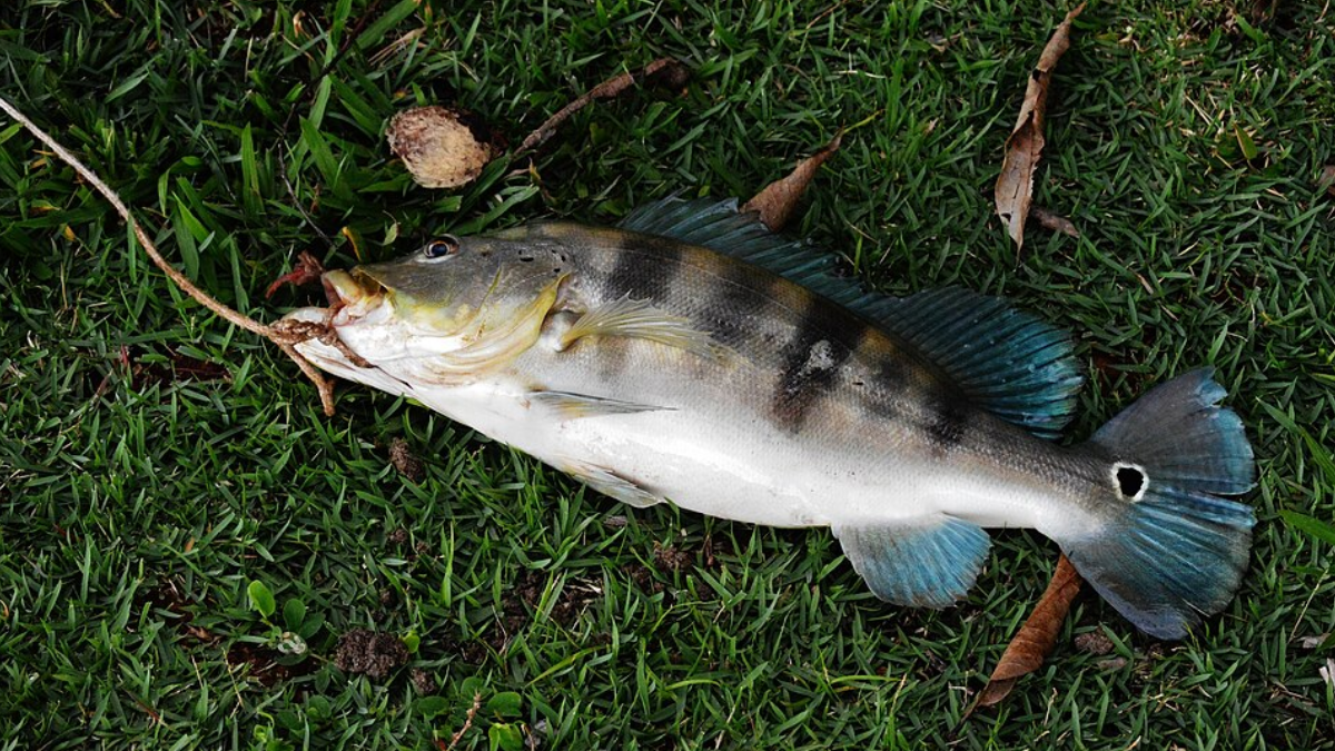 Tucunaré-azul adulto apresenta cinco largas barras verticais escuras, característica usada pelos pesquisadores para identificar a espécie (Foto: Douglas / Wikimedia Commons)