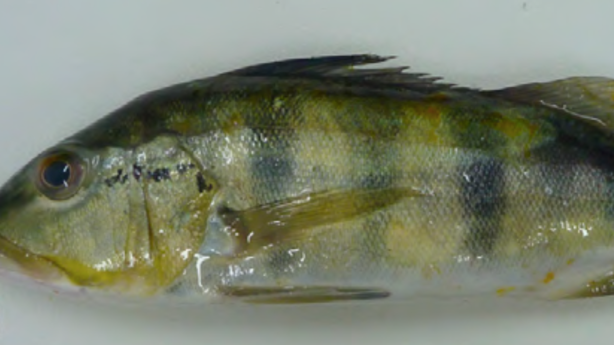 Assim como outros tucunarés, o tucunaré-azul possui um ocelo próximo à cauda, mancha circular que lembra a aparência de um olho (Foto: Bartolette et al. / Wikimedia Commons)