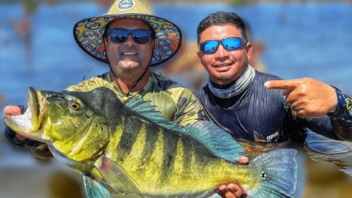 O nome científico Cichla piquiti guarda uma pista sobre a aparência do tucunaré-azul: “piquiti” vem do tupi-guarani e significa “listrado” (Foto: Divulgação / Rio Trombertas)