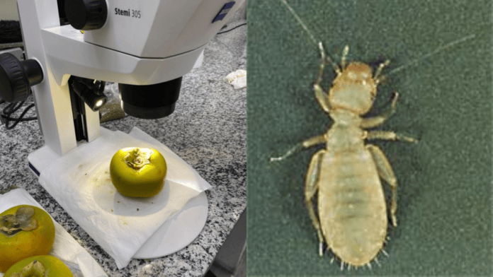 Praga perigosa para o agronegócio é achada em aeroporto do Brasil em caquis da Espanha e mobiliza ação de emergência