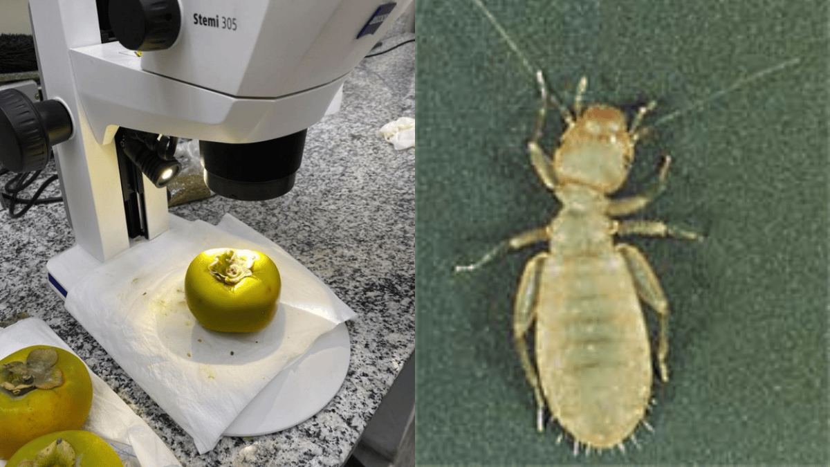 Praga perigosa para o agronegócio é achada em aeroporto do Brasil em caquis da Espanha e mobiliza ação de emergência