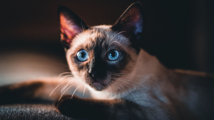 O gato que enganou o mundo da ciência: como um siamês virou autor de pesquisas e teve sua identidade descoberta
