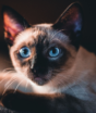 O gato que enganou o mundo da ciência: como um siamês virou autor de pesquisas e teve sua identidade descoberta 