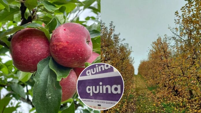Quina 7148: aposta de cidade conhecida como Terra da Maçã bate na trave e leva prêmio em sorteio de R$ 55 milhões