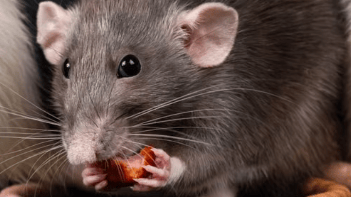 Essa descoberta fortalece a hipótese de que o som esteja relacionado à palatabilidade ou ao estado de recompensa provocado pelo alimento (Foto: Nikolett Emmert / Pexels)