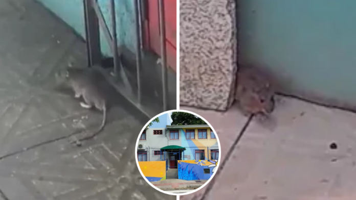 Ratos foram vistos dentro da creche em Florianópolis (Fotos: NSC TV, Reprodução)