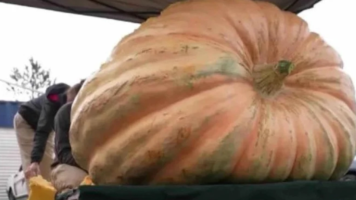 Cultivada por Ron Wallace, abóbora gigante pesa mais de 1,4 tonelada e impressiona em competição nos Estados Unidos (Reprodução: MTN)