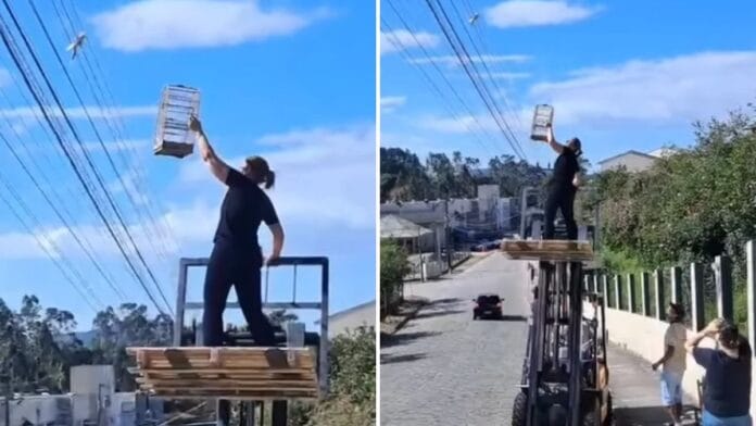 VÍDEO: Moradora de Camboriú se arrisca e sobe em empilhadeira para resgatar calopsita que fugiu de casa