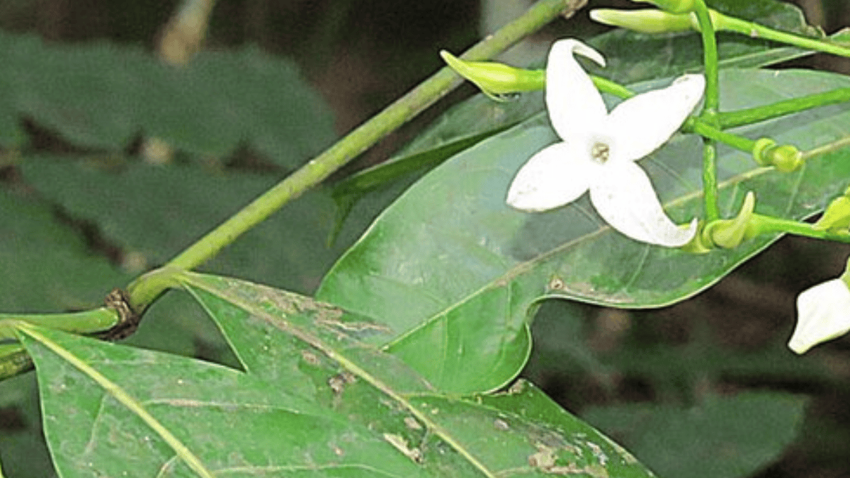 Folhas da Alibertia edulis ajudam a revelar uma curiosidade: a espécie pertence à Rubiaceae, mesma família botânica do café (Foto: Dick Culbert / Wikimedia Commons)
