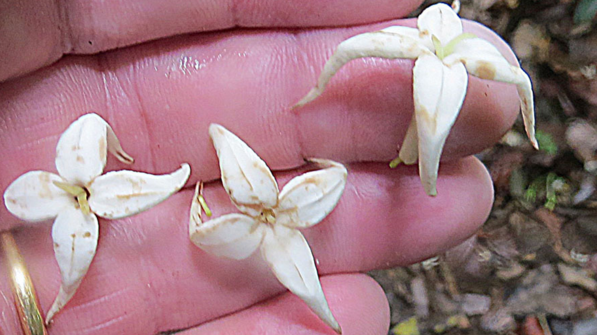 Flores brancas da marmelada-de-cachorro antecedem a formação dos frutos; a espécie possui plantas masculinas e femininas separadas (Foto: Dick Culbert / Wikimedia Commons)