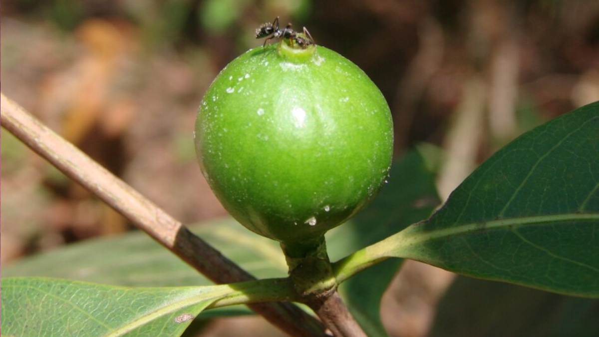 O fruto da Alibertia edulis permanece verde durante parte do desenvolvimento e muda de cor à medida que amadurece (Foto: João Medeiros / Wikimedia Commons)