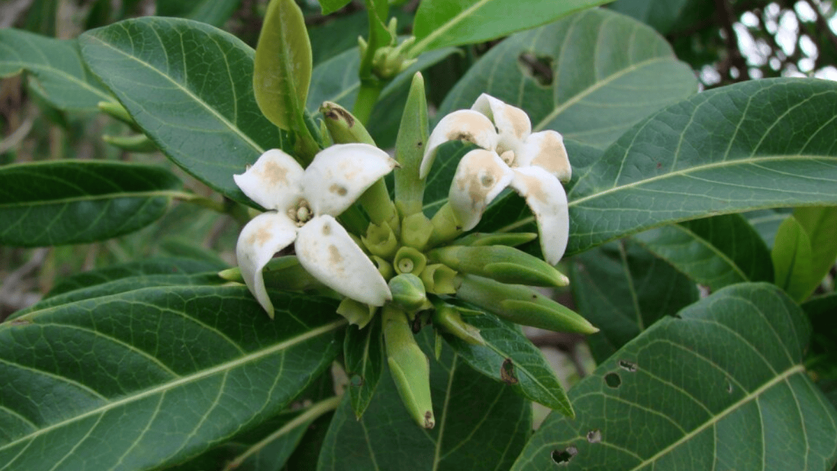 Flores brancas aparecem na Alibertia edulis antes da formação dos frutos (Foto: João Medeiros / Wikimedia Commons)