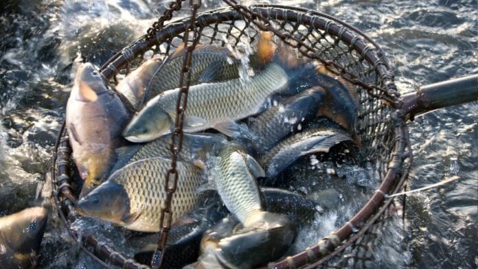 Praia de Florianópolis terá torneio de pesca esportiva com 150 vagas e inscrições gratuitas
