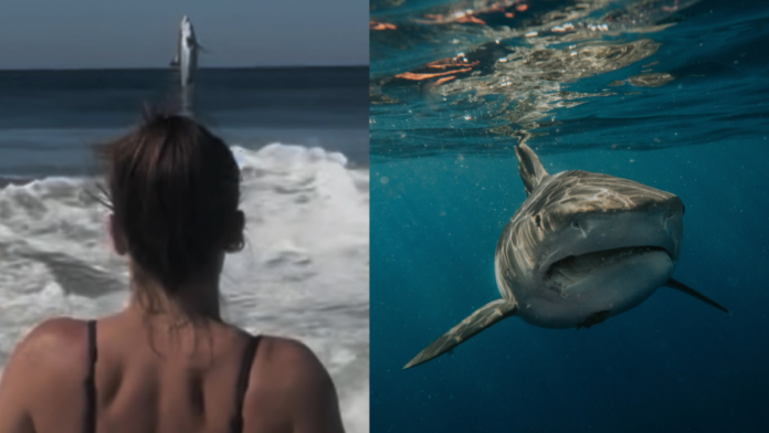 Tubarão-branco salta diante de banhistas e transforma momento de lazer em susto