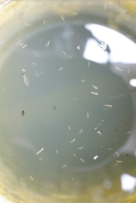 Larvas de mosquitos, segundo análise de especialista