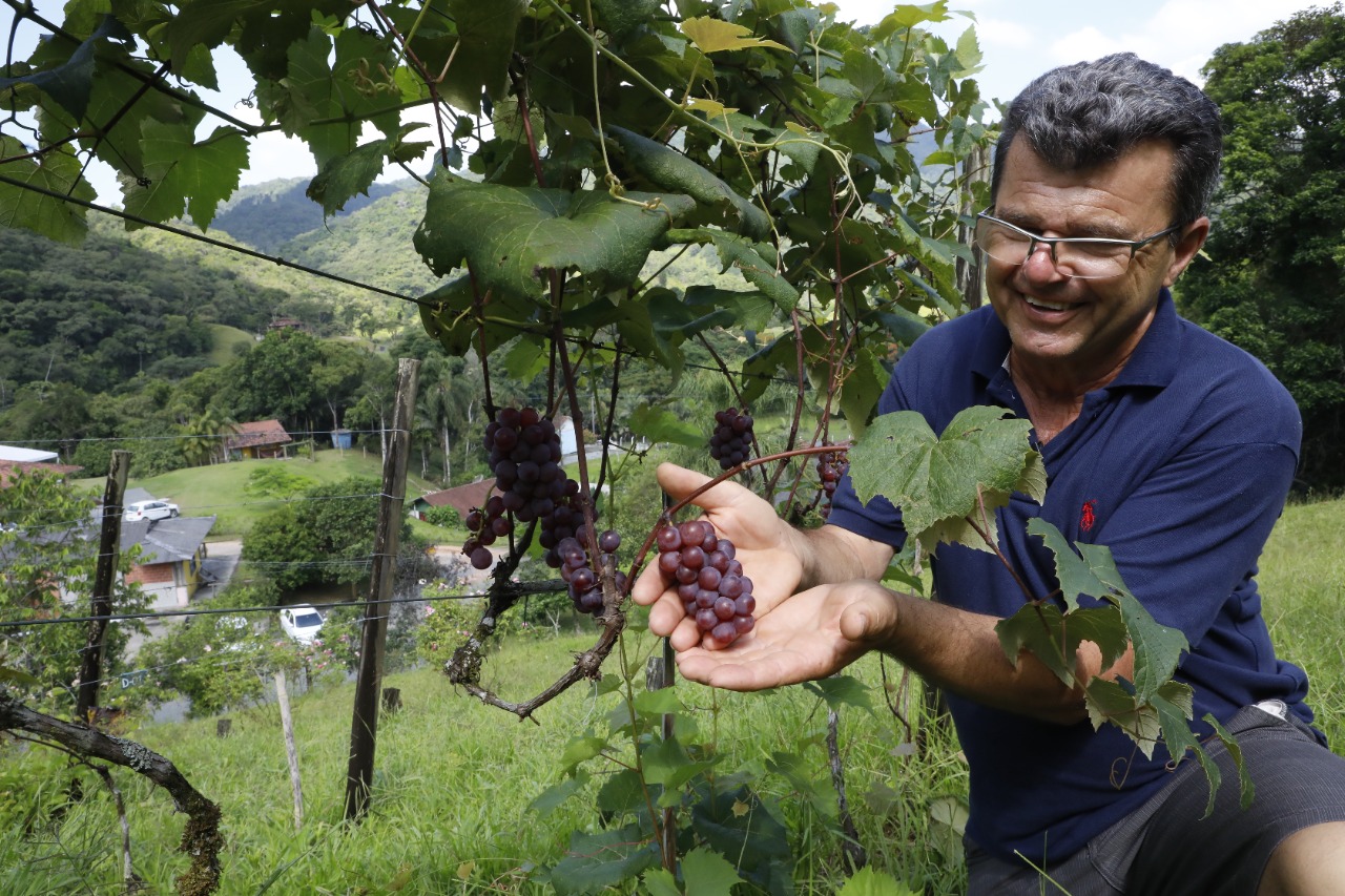 Mário mostra orgulhoso a plantação de uvas no quintal de casa 