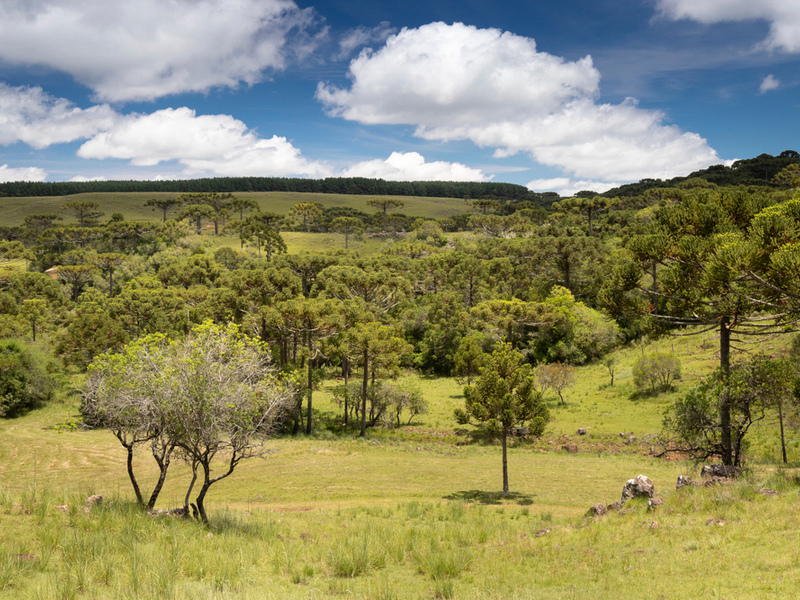 Imagem rural de Coxilha Rica