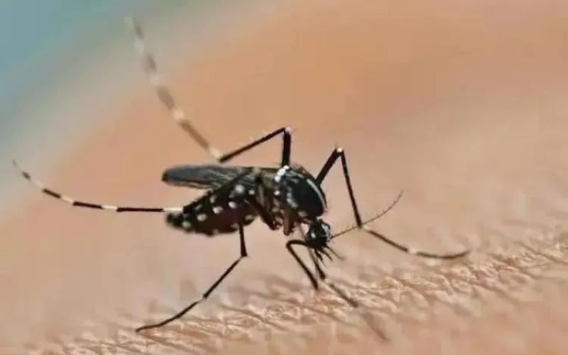 mosquito aedes aegypti da dengue